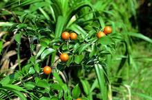 馬錢子原植物