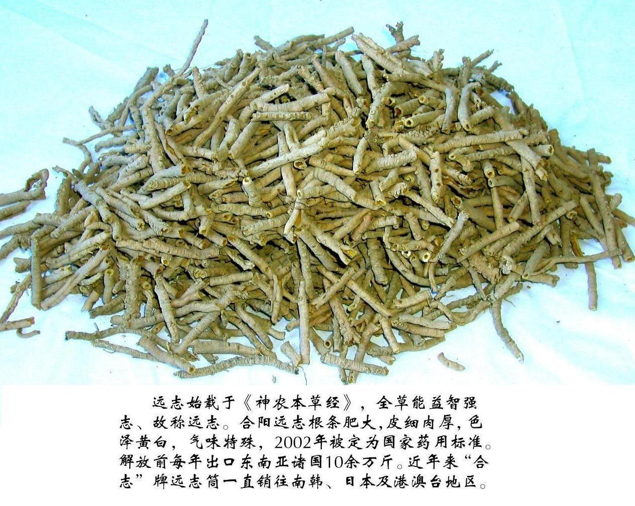 遠(yuǎn)志圖