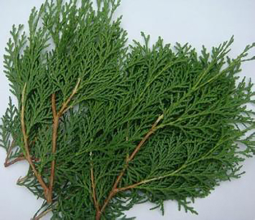 柏樹(shù)枝