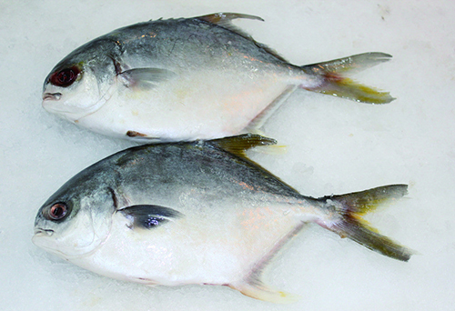 銀鯧魚(yú)
