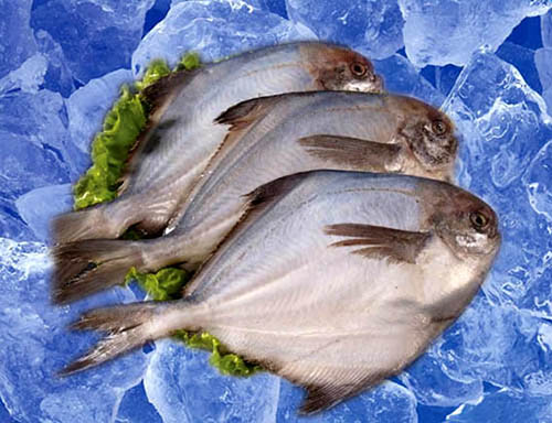 銀鯧魚(yú)圖